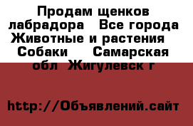 Продам щенков лабрадора - Все города Животные и растения » Собаки   . Самарская обл.,Жигулевск г.